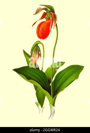 Cypripedium acaule è una specie di pianta della famiglia delle orchidee. Si riferisce comunemente a come la slipper della signora rosa o mocassino fiore. Dal libro bei fiori selvatici di America : Dai disegni originali color acqua dopo la natura di Isaac Sprague, 1811-1895 pubblicato da Troy, Nims and Knights a New York nel 1884 con testo descrittivo di Rev. A. B. HERVEY Foto Stock