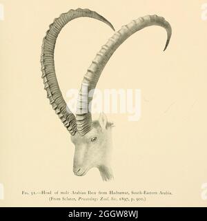 Testa e corna dell'Ibex arabo (Capra nubiana) illustrazione dal libro " Selvaggio, pecore e capre di tutte le terre, viventi ed estinte " di Richard Lydekker (1849-1915) pubblicato nel 1898 da Rowland Ward, Londra Foto Stock