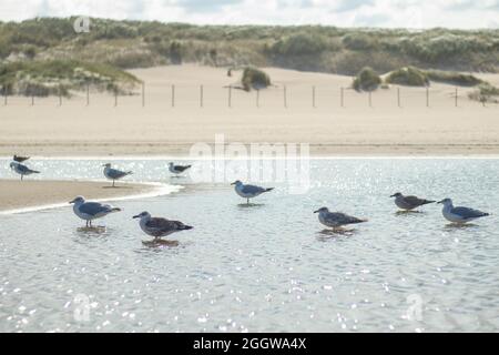 Gabbiani europei di aringa che si trovano lungo la costa olandese (Kijkduin, l'Aia, Paesi Bassi) Foto Stock