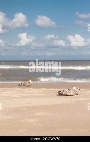 Gabbiani europei di aringa che si trovano lungo la costa olandese (Kijkduin, l'Aia, Paesi Bassi) Foto Stock