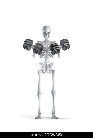 Scheletro fitness con manubri - illustrazione 3D di figura scheletro umano maschile sollevamento pesante coppia dumbbell isolato su sfondo bianco studio Foto Stock