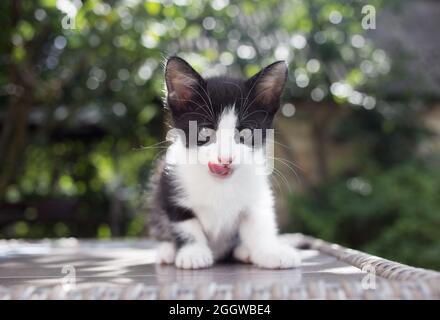 divertente gattino bianco e nero guarda nella cornice, gli lecca la bocca con la lingua. infanzia di un gatto, belle carte, felino positivo. infanzia di bel Foto Stock