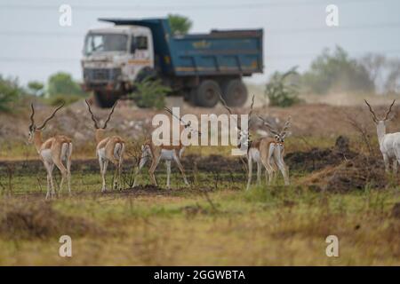 L'Indian Blackbuck o l'Indian Antelope è uno degli ultimi rifugi vicino al Thol Bird Sanctuary, in India e si trova di fronte alla perdita/distruzione dell'habitat a causa dell'urbanizzazione Foto Stock