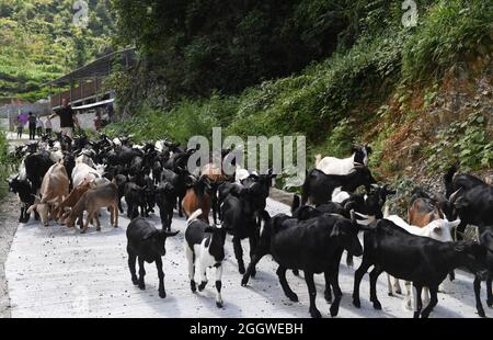 Du'an, la regione autonoma cinese di Guangxi Zhuang. 3 settembre 2021. Un villager allevia pecore nel villaggio di Chihua della Contea autonoma di Du'an Yao, regione autonoma di Guangxi Zhuang della Cina meridionale, 3 settembre 2021. Il governo della contea ha sostenuto l'industria ovina come un pilastro economico, con più di 480,000 pecore da allevamento. Credit: LU Boan/Xinhua/Alamy Live News Foto Stock