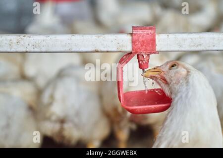 Gamma libera Broiler organico cortile polli acqua potabile da bettolaio Foto Stock