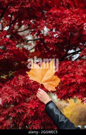 Foglia arancione tenuto da mano femminile di fronte al giapponese albero di acero rosso. Sfondo autunnale per cambiare stagione autunnale Foto Stock