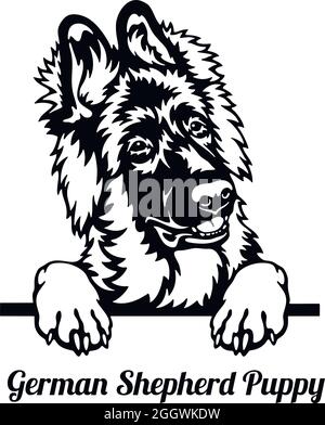 Cane da Pechino Pastore tedesco - testa isolata su bianco - stock vettoriale Illustrazione Vettoriale