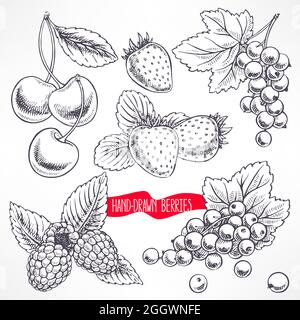 set con diverse bacche mature e foglie. illustrazione disegnata a mano Illustrazione Vettoriale