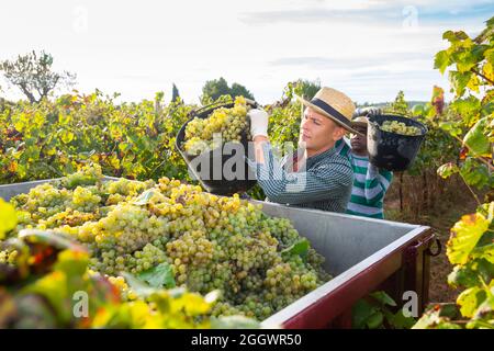 Uomo che raccoglie le uve mature in camion durante la raccolta in vigna Foto Stock