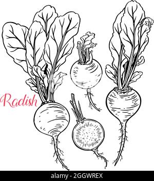 carino set di ravanello maturo. illustrazione disegnata a mano Illustrazione Vettoriale