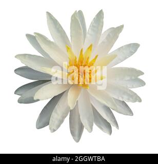 Primo piano bellissimo loto bianco con polline giallo isolato su sfondo bianco. Foto Stock