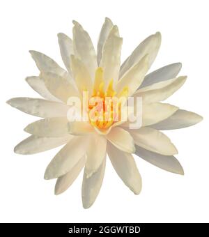 Primo piano bellissimo loto bianco con polline giallo isolato su sfondo bianco. Foto Stock