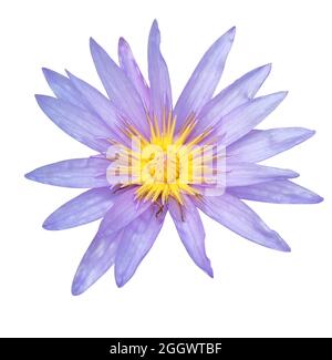 Vista dall'alto bellissimo fiore di loto viola o di giglio isolato su sfondo nero. Foto Stock