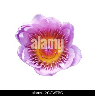 Vista dall'alto bellissimo fiore di loto viola o di giglio isolato su sfondo nero. Foto Stock