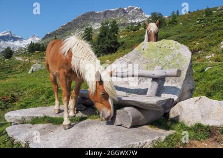 Cavallo di Haflinger sul prato alpino vicino Matrei in Osttirol, Austria Foto Stock