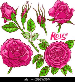 bella serie di rose rosa. illustrazione disegnata a mano Illustrazione Vettoriale
