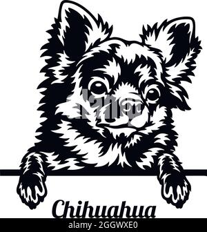 Chihuahua cane da Pechino - testa isolata su bianco - stock vettoriale Illustrazione Vettoriale