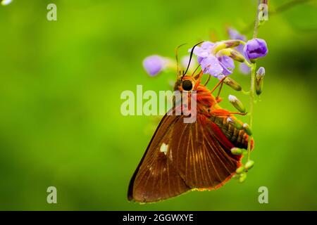 Meravigliosa farfalla sul fiore . Belle farfalle in India comune orange awlet ( burara jaina ) Foto Stock