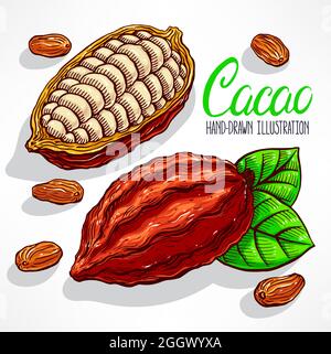 cacao fagioli, frutta e foglie. illustrazione disegnata a mano Illustrazione Vettoriale