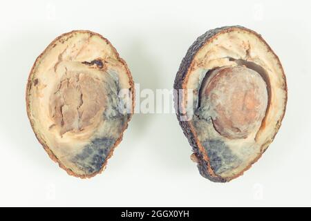 Metà di un avocado con muffa su sfondo bianco. Cibo malsano e viziato Foto Stock