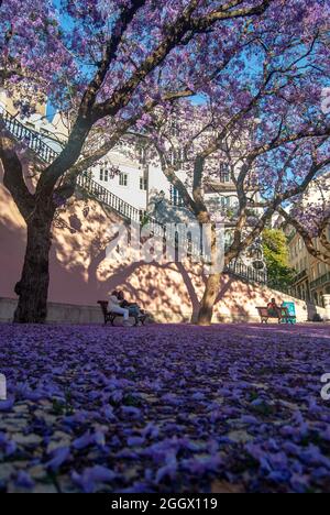 Una piccola piazza a Lisbona coperta di jacaranda fiori caduti e alberi in fiore in un'ora d'oro - Lisbona, Portogallo, verticale, jacaranda mimosifolia Foto Stock