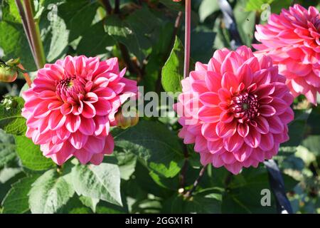 Dahlia. Tipo Salmon Runner due fiori rosa doppi in ambiente naturale Foto Stock