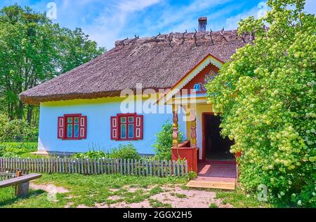 L'alto e lussureggiante cespuglio di viburnum in fiore di fronte alla tradizionale casa ucraina bianca hata, Pereiaslav Scansen, Ucraina Foto Stock