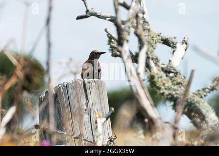 Una giovane stella (Sturnus vulgaris) arroccata su un palo Foto Stock