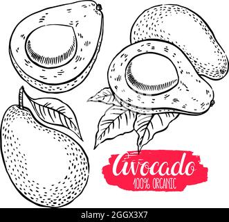 carino set di delizioso avocado maturo di schizzo. illustrazione disegnata a mano Illustrazione Vettoriale