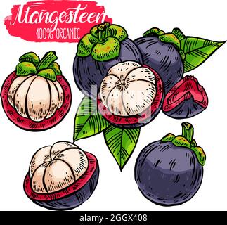 Set di appetitosi deliziosi e colorati Mangosteen. Illustrazione disegnata a mano Illustrazione Vettoriale