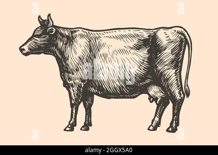 Schizzo di una mucca, disegnato a mano. Bestiame, bestiame bovino, illustrazione di vettore animale di fattoria Illustrazione Vettoriale