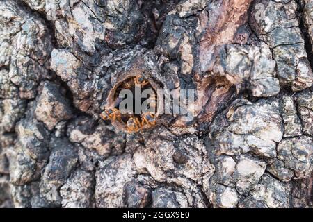 WASP nidificare all'interno di un albero Foto Stock