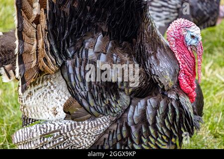 Primo piano di un uccello tacchino (Meleagris) Foto Stock