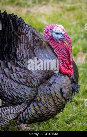 Primo piano di un uccello tacchino (Meleagris) Foto Stock