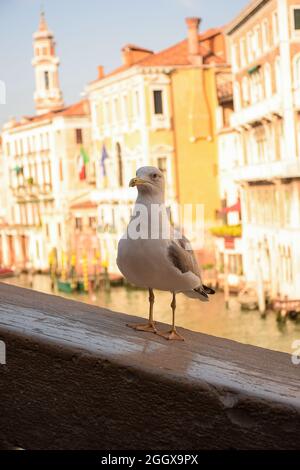 Un gabbiano si erge su una ringhiera in pietra del ponte sullo sfondo di vecchie case illuminate da un tramonto soleggiato Foto Stock