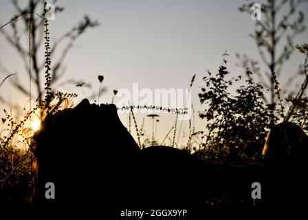 La ragazza si trova sulla schiena in erba. Solo il suo profilo è visibile contro il sole che tramonta e il cielo luminoso Foto Stock