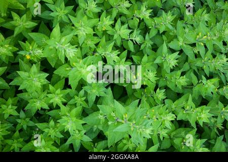 Molte piante verdi brillanti sparate dall'alto. Un fogliame è stato girato a schermo intero, senza boccioli di fiori aperti. Foto Stock