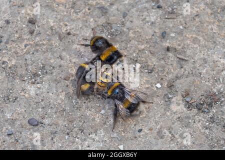 3 bumblebees con coda di bufo, Bombus terrestris che attacca e pungendo una vespa comune, Vespula vulgaris, che sta combattendo indietro. Foto Stock