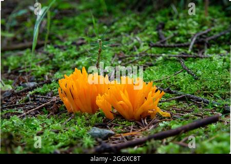 Vista ad angolo basso del fungo giallo palissacro (Calocera Viscosa) tra muschio in una foresta autunnale Foto Stock