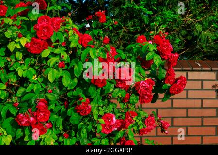 Roseto rosso in giardino. Fiori estivi Foto Stock