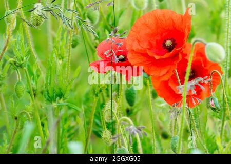 Papavero di campo (papaver roeas), anche conosciuto come Poppy comune, primo piano di un gruppo di fiori che crescono attraverso l'erba con le gemme di altri papaveri. Foto Stock