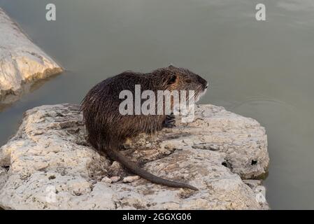 Myocastoridae roditore (Myocastor coypus), chiamato anche coipo, piccolo castoro e castoro palude, nativo dell'America meridionale e introdotto in molti paesi Foto Stock