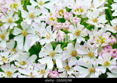 Hogweed (heracleum sphondylium), noto anche come Cow Parsnip, primo piano mostrando i singoli fiori che compongono la pianta grandi fiori bianchi. Foto Stock