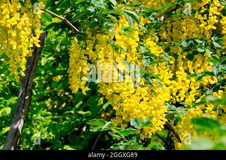 Laburnum (laburnum anagyroides), primo piano di un ramo del popolare piccolo albero carico di fiori gialli in primavera. Foto Stock