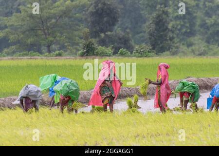 PURULIA, BENGALA OCCIDENTALE, INDIA - 14 AGOSTO 2017 : le donne rurali indiane sono occupate raccogliendo i semi della risaia (riso) nel paddyfield giallo sotto la pioggia durante Foto Stock