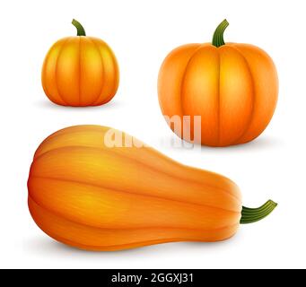 Set di zucche realistiche di forme diverse. Halloween e decorazione del Ringraziamento. Isolato su sfondo bianco. Vettore. Illustrazione Vettoriale