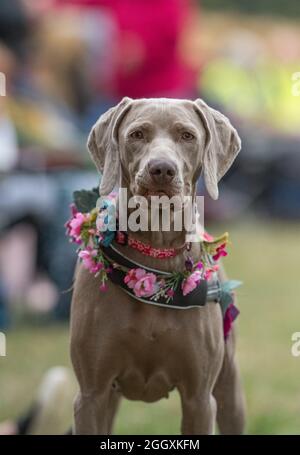 Kirklington, Nottinghamshire, Inghilterra, Regno Unito. 3 settembre 2021. Anche gli amanti della musica gli animali domestici godono la musica al 14. Festival Internazionale di musica Roots and Acoustic con oltre 40 artisti che si esibiscono in 4 giorni dopo 15 mesi di ritardo e cancellazioni a causa di covid19. Il festival attrae alcuni dei più grandi nomi nella scena della musica acustica e delle radici, nonché talenti locali. Credit: Alan Beastall/Alamy Live News Foto Stock