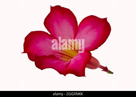 isolato fiore rosso su sfondo bianco includono un percorso di taglio, un fiore rosso adenium con germogli gialli Foto Stock