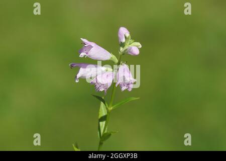 Primo piano viola pallido, fiori rosa di piante obbedienti, leoni, falsi dragoni (Physostegia virginiana), famiglia Lamiaceae. Giardino olandese, Foto Stock