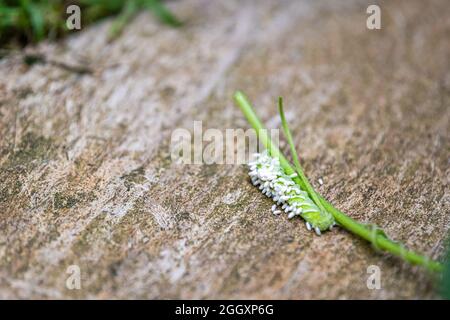 Pianta stelo con bruco pomodoro hornworm insetto e molti parassiti bianco vespe uova parassiti e foglie mangiate in giardino macro closeup Foto Stock